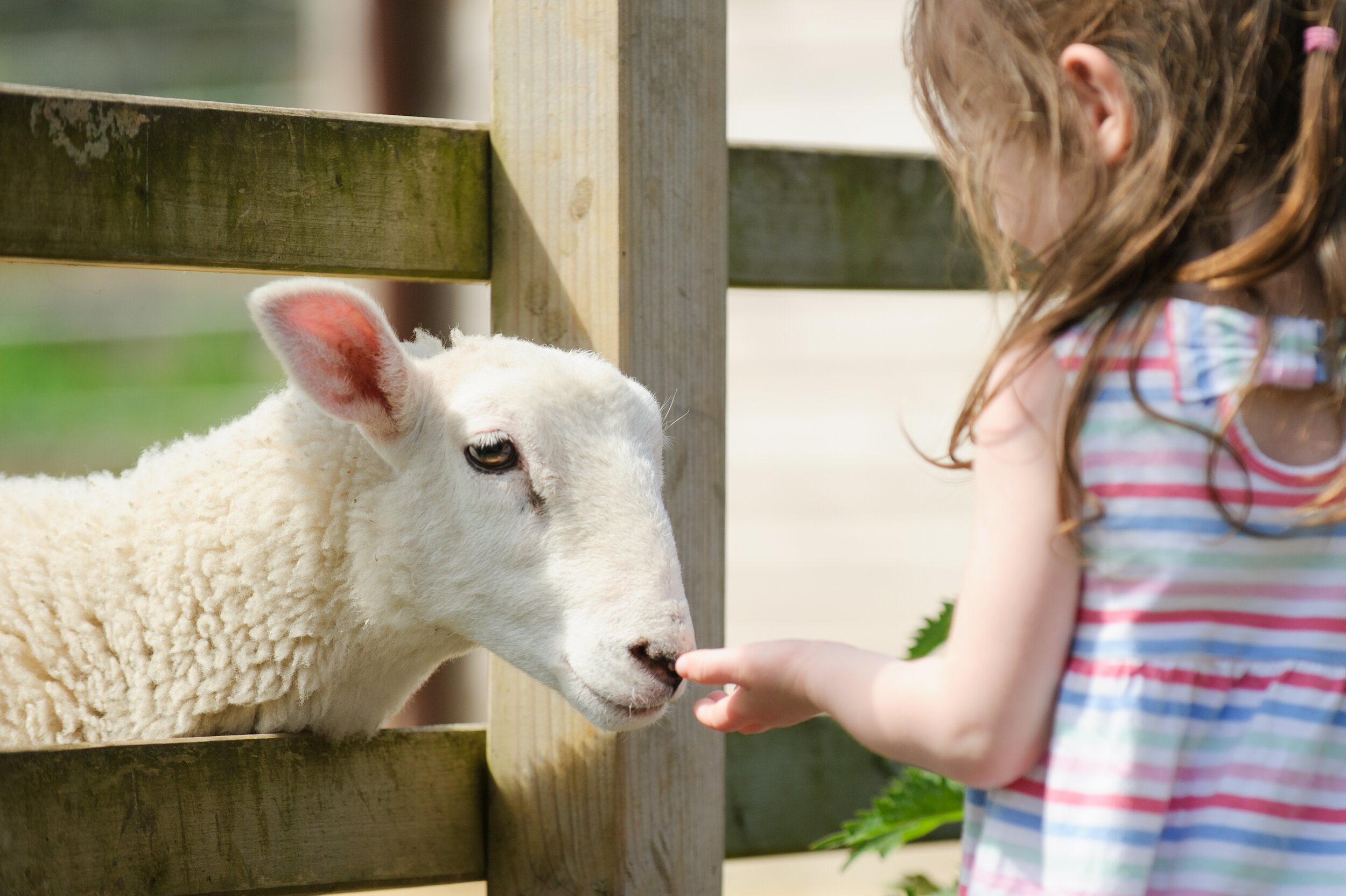 Surrey Docks Farm