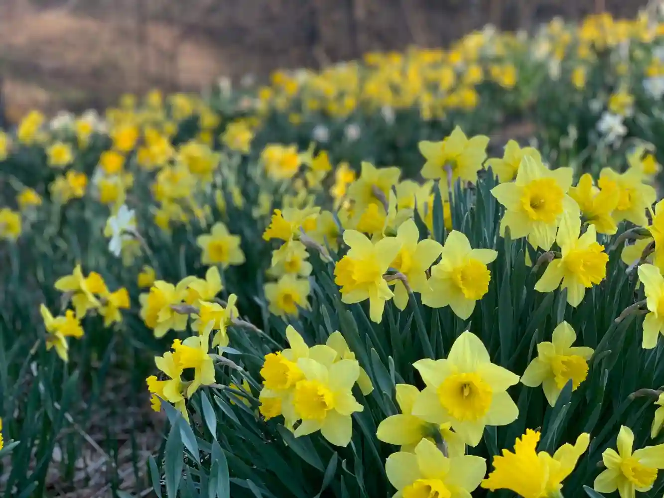 Springtime Flower Making with Sophie Hebrard